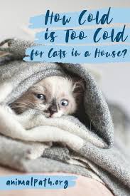 In addition to perhaps moving slower, older cats may suffer from vision problems, various health. How Cold Is Too Cold For Cats In A House In 2020 Cats Interactive Cat Toys Heated Cat Bed