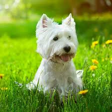 TOP 10 BEST Low Cost Pet Vaccinations near Lawrenceville, NJ