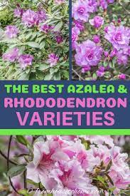 Rhododendron Varieties 7 Of The Best Azaleas And Rhododendrons For Your Garden Gardening From House To Home Shade Loving Shrubs Evergreen Plants Azaleas