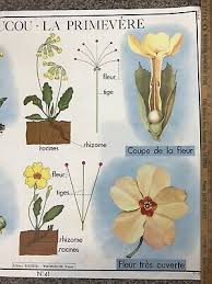 Rare Vintage French School Chart Poster Flower Botanical