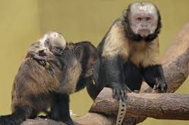 Monkey capuchin monkey cute animal zoo nature primate capuchins mammal. Doubly Adorable Capuchin Monkeys At Munster Zoo Zooborns