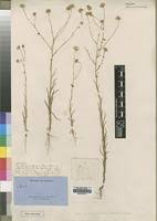 Image result for Felicia grantii