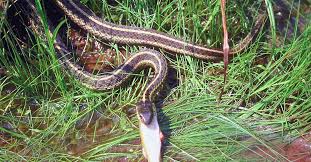 The species is endemic to the northeastern united states. Are Garter Snakes Dangerous What You Need To Know