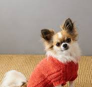 Sole Salvo For Purl Soho: Lucky Dog Sweater