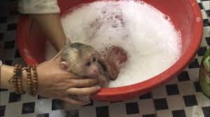 The video is edited and published by engineering atrocities.this video has no negative impact on the original works (it would actually be positive for them)w. Baby Monkey Shin Bath Baby Monkey Very Scared Of Water Cute Animal Videos Youtube