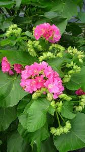 Image result for Dombeya