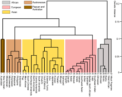 The Genetic Relationships Of Modern Human Races