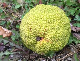 Check spelling or type a new query. The Fruit That Looks Like A Monkey Brain Metro Parks Central Ohio Park System