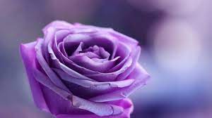 The photograph may be purchased as wall art, home decor, apparel, phone cases, greeting cards, and more. Wallpaper Purple Rose Background Novocom Top