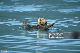 Image result for Enydra