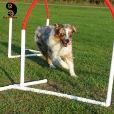 atelier d initiation initiatieworkshop hoopers agility begleithund hund beschaftigen hundetraining