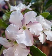 Image result for Pachypodium saundersii