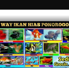 We did not find results for: Way Ikan Hias Ponorogo I Startseite Facebook