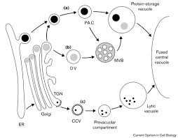 But probably the most recognizable (and probably the one your question is asking about) is the chloroplast. Unique Features Of The Plant Vacuolar Sorting Machinery Sciencedirect