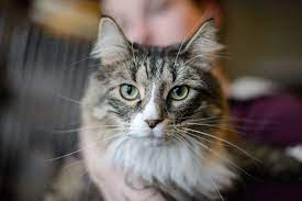 Search Adoptable Lost Found Animals Online Animals Humane Society Spca
