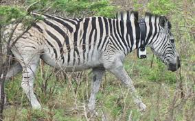 Image result for zebraffe