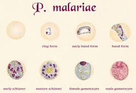 Co je to maláriální plazodium? Malaria Control Net Czech National Team O P S