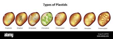 Diversity And Differentiation Of Plastids Depending On Tissue Type And... |  Download Scientific Diagram