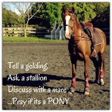 unless you have my mares coco says ok i just want to please and maggie says i just wanna run pferd humor reit zitate pferde zitate