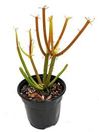 Stylish furniture to help you create your own beautiful outdoor space. Shop 360 Garden Euphorbia Tirucalli Pencil Cactus Sticks On Fire Cactus Live Plant In Polybag Pot Not Included Amazon In Garden Outdoors