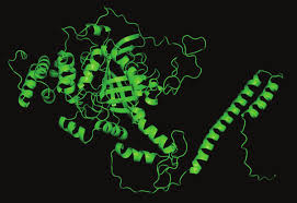 Carbohydrate catalysis: