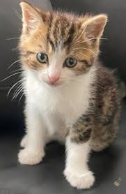 Pin By Silo On Chaton Trop Mignon Baby Cats Beautiful Cats Cute Cats And Dogs