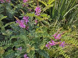 Image result for Indigofera pulchra