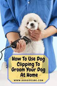 If You Want To Do Dog Clipping At Home To Groom Your Dog Here Are Some Tips That You May Find Useful As H Puppy Grooming Dog Grooming Diy Dog Grooming