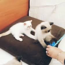 safkan egzoticshorthair erkek ve disi yavrular sahiplendirilecektir 2 aylik gozler kalici mavi kedisahiplenme kedisahiplenmekisteyen cats animals