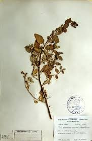 Image result for Andrachne