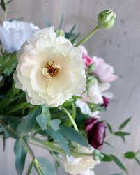 Ecco un'immagine bella con i fiori, delle rose a forma di cuore per dire ti amo con una foto. Fiori Moss Home Facebook