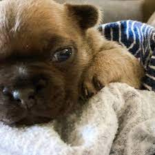 Pogues Akc French Bulldog Puppy For Sale In Torrance California Vip Puppies Bulldog Puppies Bulldog Puppies For Sale Whelping Puppies