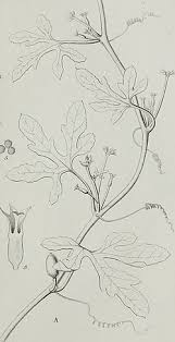 Image result for Corallocarpus welwitschii