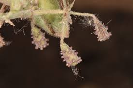 Image result for Commicarpus grandiflorus