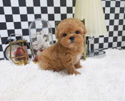They may be cheaper upfront, but these dogs usually grow up to experience more. 4 Best Poodle Breeders In Colorado 2021 We Love Doodles