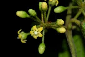 Image result for Marsdenia sylvestris