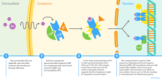 Image result for Systemic Corticosteroid