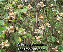 Image result for Merremia tuberosa