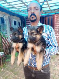 If you have a really tight budget and can't spend more than 10k then these are the best for you. German Shepherd Dog Price In Odisha