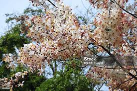 Image result for Cassia grandis