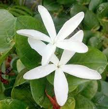 Find out beautiful white flower petals wallpaper on. Beautiful Two White Flowers On A Tree Stock Photo Picture And Royalty Free Image Image 32393170