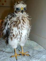 Today, more than 30,000 species are threatened with extinction, and thousands would already be lost without tireless conservation efforts. Baby Cooper S Hawk Animals Cooper S Hawk Pets