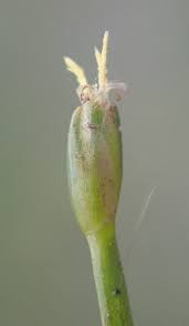 Image result for Isolepis fluitans