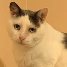 Buying kittens for sale and cats for sale could cost hundreds of dollars; Female Cats For Sale Off 74 Www Usushimd Com