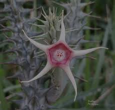 Image result for Duvalia polita