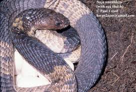 Image result for Najas horrida