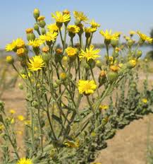 Image result for Heterotis prostrata