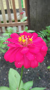 Besar, biasanya berwarna kuning terang. 55 Gambar Bunga Matahari Warna Pink Terbaik Eye Candy Photograph