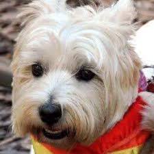 Wa Westies And Friends Home Facebook