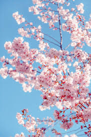 We did not find results for: Sakura Tree Cherry Blossom Wallpaper Flower Background Wallpaper Sakura Tree